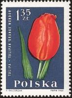 (1964-089) Марка Польша "Тюльпан"   Садовые цветы I Θ