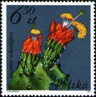 (1981-065) Марка Польша "Опунция"    Цветущие суккулентные растения III O