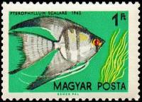 (1962-010) Марка Венгрия "Скалярии"    Декоративные рыбки III Θ