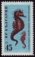 (1961-051) Марка Болгария "Морской конёк"   Фауна Чёрного моря I Θ