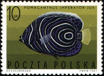 (1967-010) Марка Польша &quot;Императорский ангел&quot;   Экзотические рыбы I Θ