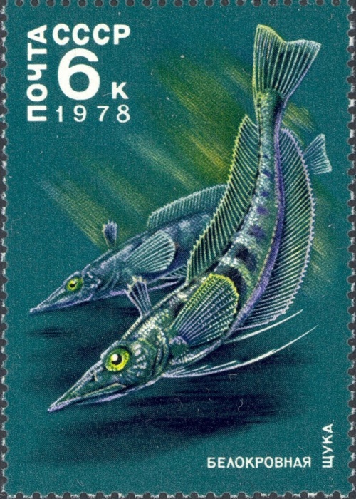 1978-054 Марка СССР Белокровная щука  Животный мир Антарктики I Θ