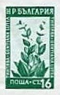 (1953-046) Марка из блока Болгария "Горечавка жёлтая"   Лекарственные растения Болгарии (2) III O