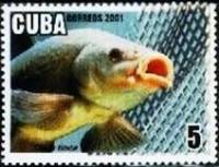 (№4366) Марка Куба 2001 год "Линь tinca Тинка", Гашеная