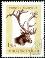 (1966-060) Марка Венгрия "Благородный олень"    Охота II Θ