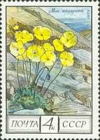 1975-105 Марка СССР Мак полярный  Флора III O