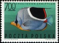 (1967-017) Марка Польша "Бабочка седлоспинная"   Экзотические рыбы III Θ