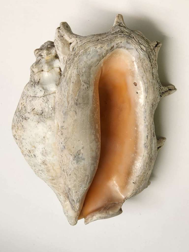 Раковина ракушка морская большая натуральная