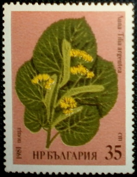 (1981-008) Марка Болгария "Липа "   Лекарственные растения II &Theta;