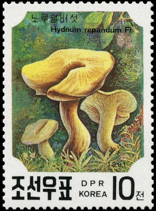 (1991-022) Марка Северная Корея &quot;Ежовик жёлтый&quot;   Грибы III O