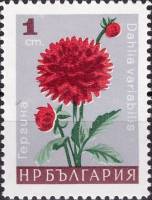(1966-093) Марка Болгария "Георгина"   Садовые цветы III Θ