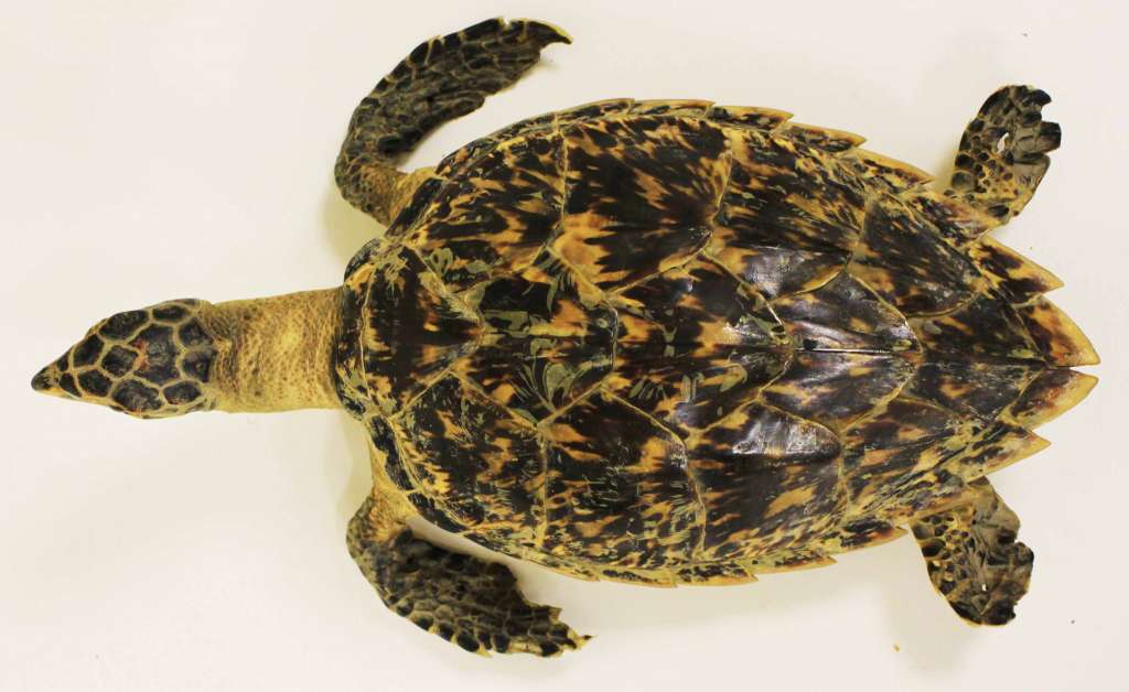 Чучело кубинской морской черепахи с маленькими плавниками (сост. на фото)