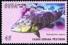 (№5009) Марка Куба 2007 год &quot;Атлантический Голиаф Групер Epinephelus itajara&quot;, Гашеная