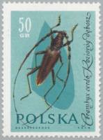 (1961-063) Марка Польша "Большой дубовый усач"   Насекомые III Θ