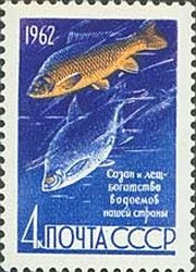 1962-080 Марка СССР Сёмга   Рыбы II O