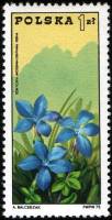 (1975-019) Марка Польша "Горечавка весенняя, Татры"    100-летие Организации горных гидов: туризм в 