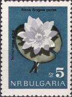 (1963-051) Марка Болгария "Кувшинка белая"   Цветы III Θ