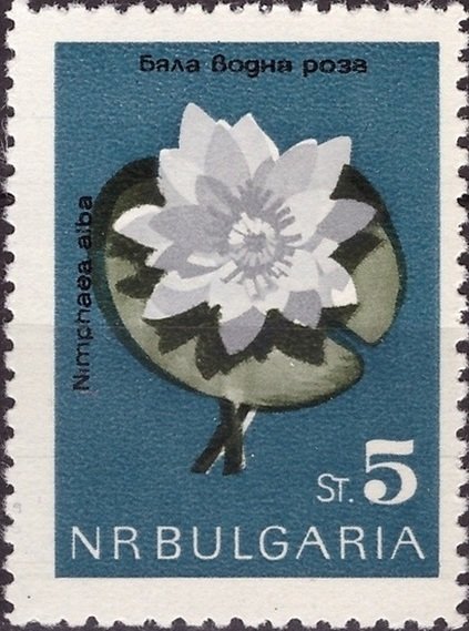 (1963-051) Марка Болгария &quot;Кувшинка белая&quot;   Цветы III Θ