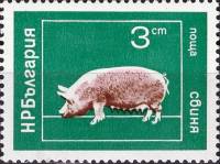 (1974-016) Марка Болгария "Свинья"    Домашние животные II Θ