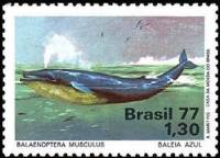 (№1977-1597) Марка Бразилия 1977 год "Синий Кит Balaenoptera Ван", Гашеная