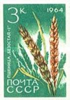 1964-082 Марка СССР Пшеница Безостая-1 Без перф   Сельскохозяйственные культуры II O