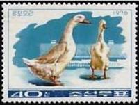 (1976-007) Марка Северная Корея "Утка Кванго"   Птицеводство III O
