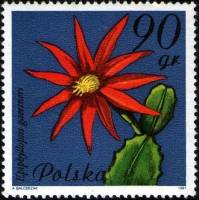 (1981-060) Марка Польша "Эпифиллум "    Цветущие суккулентные растения II Θ