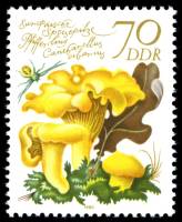 (1980-087) Марка Германия (ГДР) "Лисичка обыкновенная"    Грибы III Θ