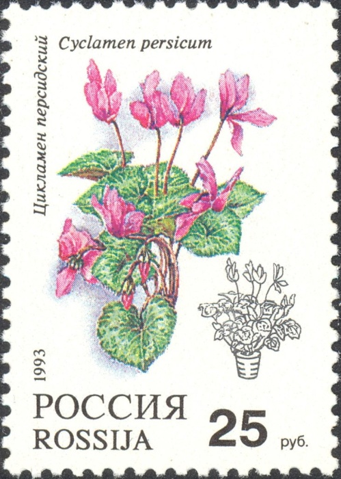 1993-016 Марка Россия Цикламен персидский  Комнатные растения III O