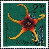 (1981-064) Марка Польша "Караллума"    Цветущие суккулентные растения III Θ