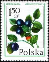 (1977-008) Марка Польша "Черника"    Лесные ягоды I Θ