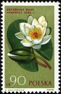 (1962-042) Марка Польша &quot;Кувшинка белая&quot;   Растения I Θ