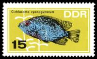 (1966-074) Марка Германия (ГДР) "Бриллиантовая Цихлазома"    Аквариумные рыбки III Θ
