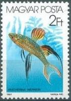(1987-002) Марка Венгрия "Нитевидная радуга"    Декоративные рыбки II Θ