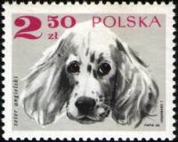 (1969-005) Марка Польша "Сеттер Льюэллина"   Породистые собаки I Θ