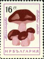 (1961-074) Марка Болгария "Белый гриб"   Грибы (1) III Θ