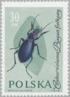 (1961-061) Марка Польша "Жужелица"   Насекомые III Θ
