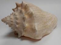 Ракушка морская, натуральная (сост. на фото)