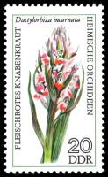 (1976-032) Марка Германия (ГДР) "Пальчатокоренник мясо-красный"    Орхидеи III Θ