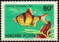 (1962-009) Марка Венгрия "Суматранский барбус" ,  III O