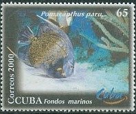 (№4316) Марка Куба 2000 год "Французский Ангел Pomacanthus пару", Гашеная