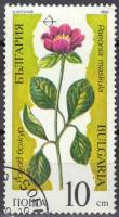 (1989-011) Марка Болгария "Пион мужской"   Исчезающие растения III Θ