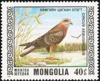 (1976-027) Марка Монголия "Болотный лунь"    Охраняемые виды хищных птиц III O