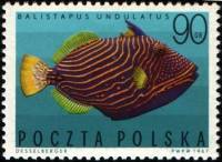 (1967-013) Марка Польша "Оранжевополосый балистап"   Экзотические рыбы III Θ