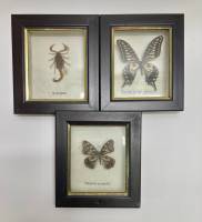 Бабочки 2 шт + скорпион, в рамке под стеклом