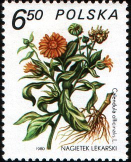 (1980-047) Марка Польша &quot;Календула лекарственная&quot;    Лекарственное растение III O