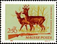 (1964-100) Марка Венгрия "Европейская косуля"    Охота III Θ