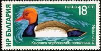 (1976-021) Марка Болгария "Красноносый нырок"   Водоплавающие птицы III O