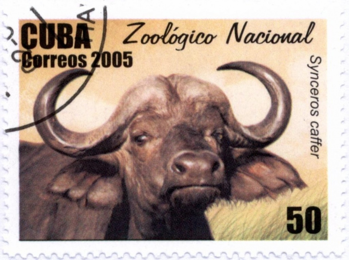 (№4726) Марка Куба 2005 год &quot;Африканский буйвол Syncerus caffer&quot;, Негашеная
