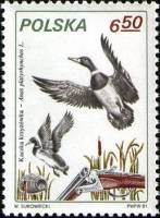 (1981-026) Марка Польша "Кряква"    Охота III Θ
